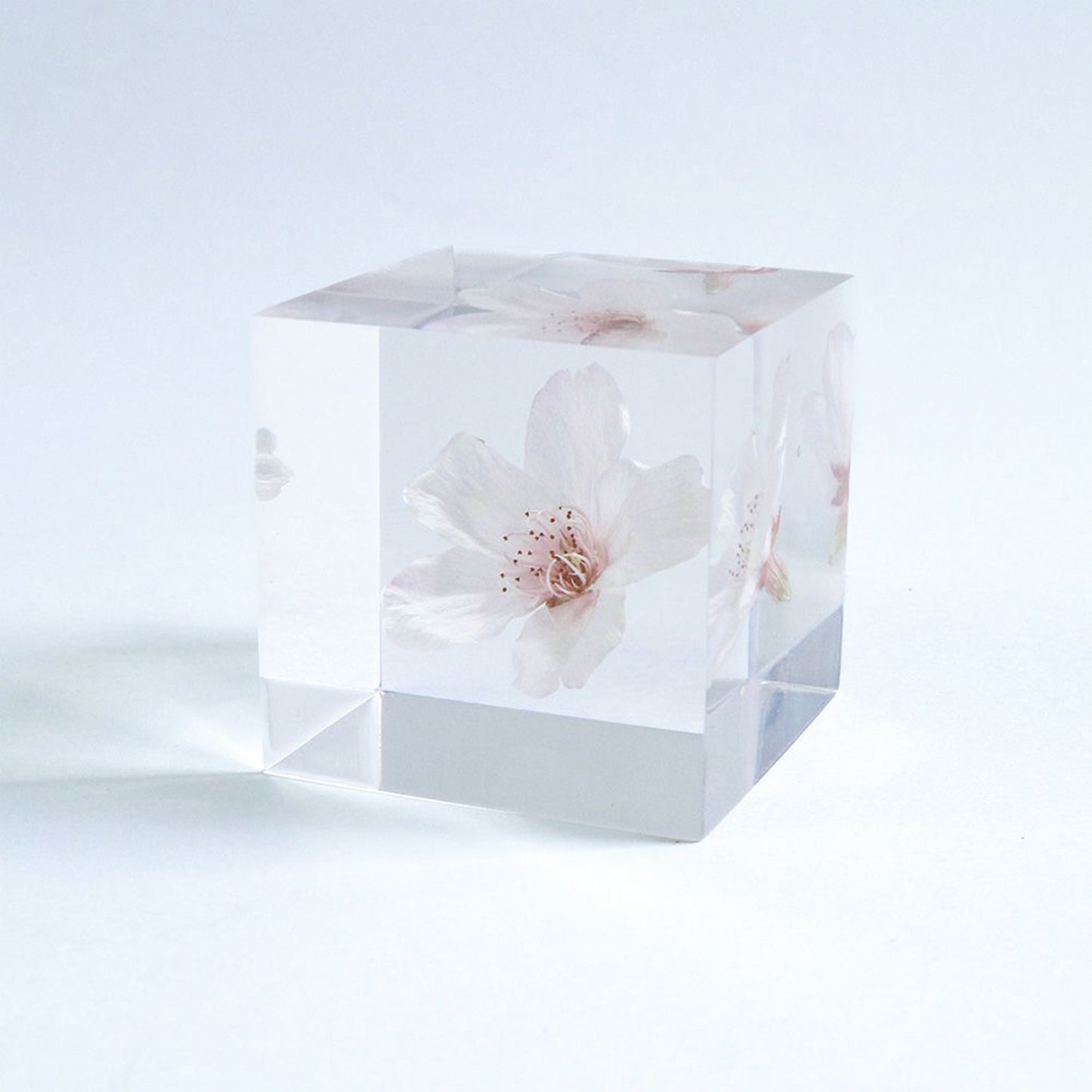 Sola cube Someiyoshino Usagi no Nedoko