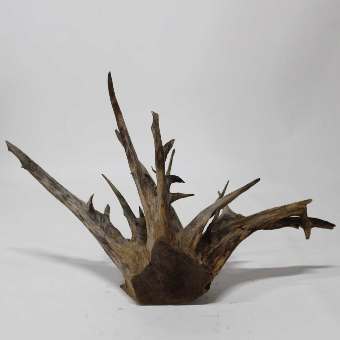 Roots Object_58A