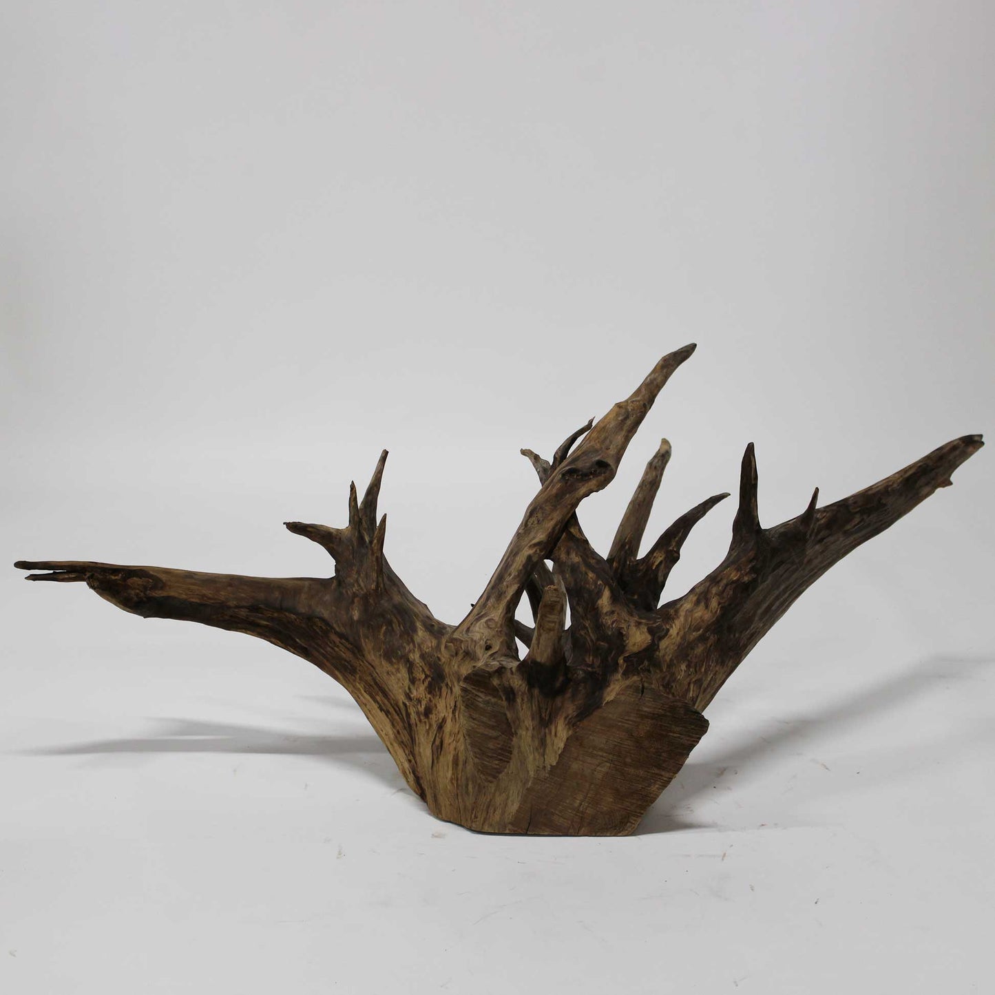 Roots Object_58A