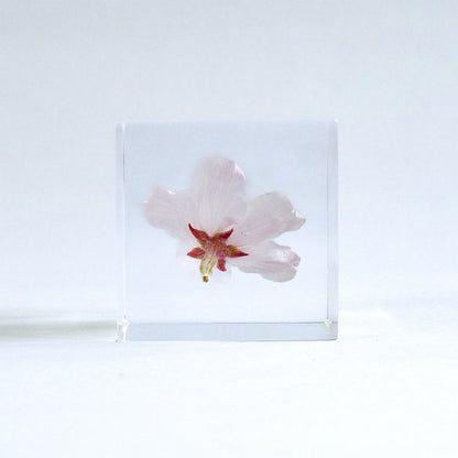 Sola cube Someiyoshino Usagi no Nedoko