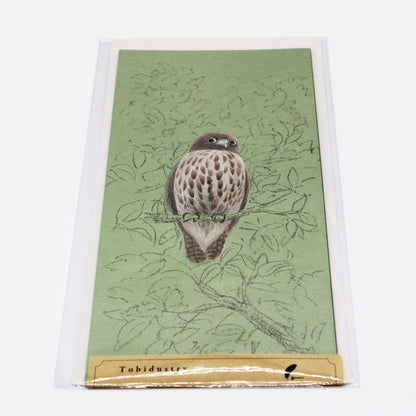 Tobidastory Brown Hawk Owl