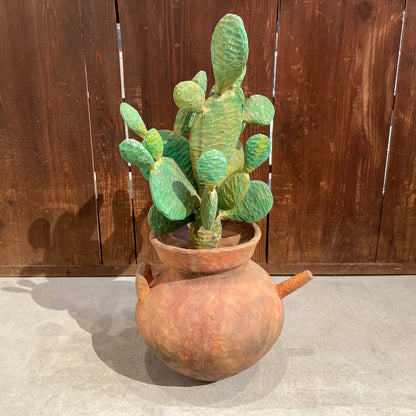 Yuto Yamazaki cuctus 2