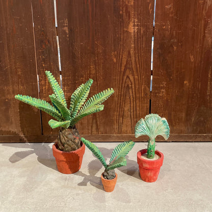 Yuto Yamazaki cuctus 5